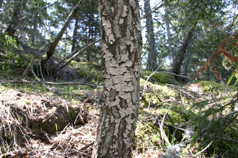 Stereum? (Stereum gausapatum)